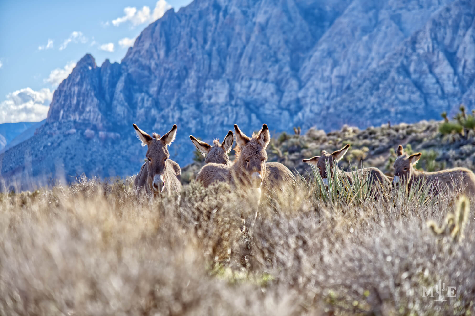 Wildlife Presence 6550