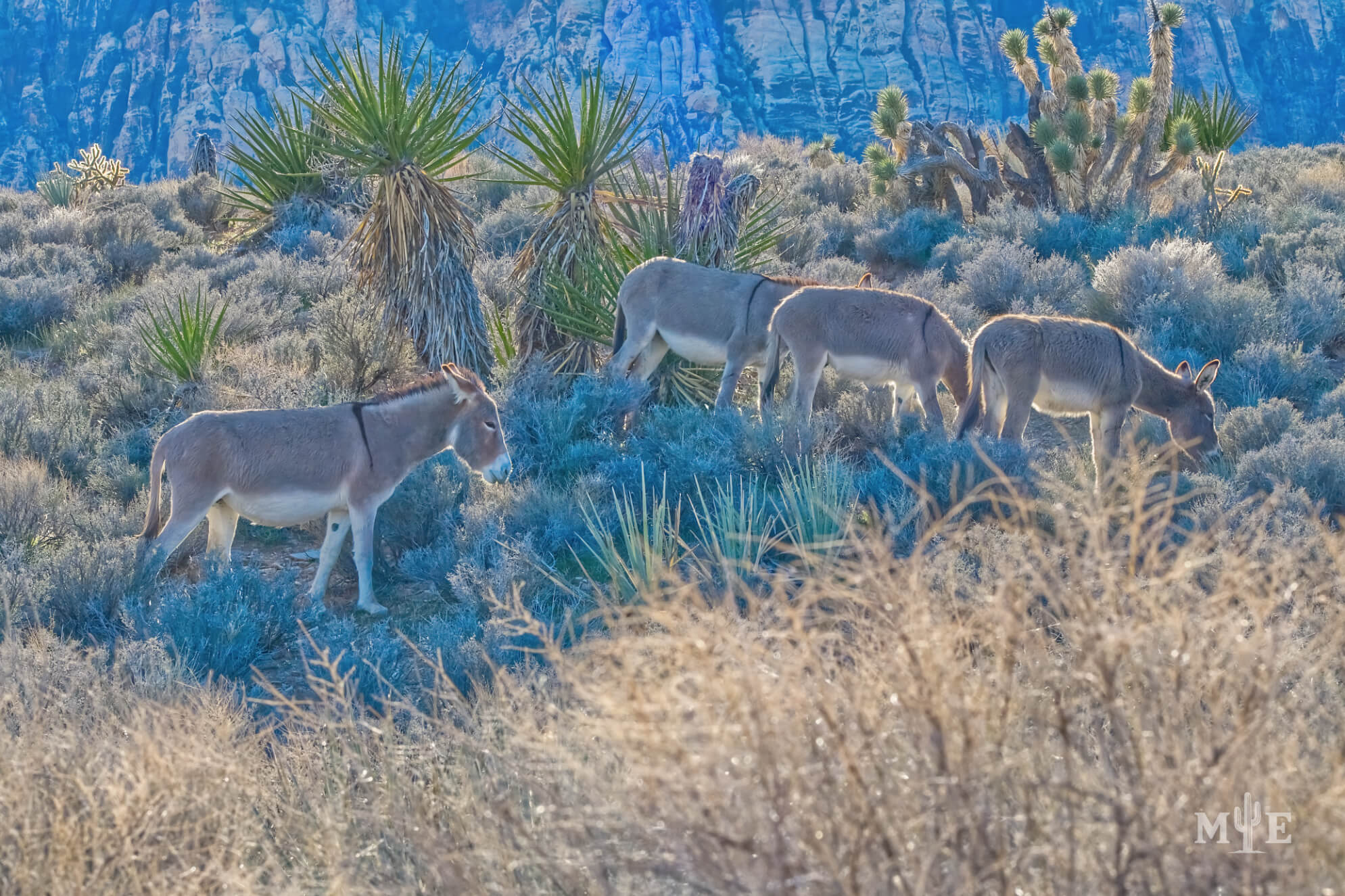 Wildlife Presence 6561