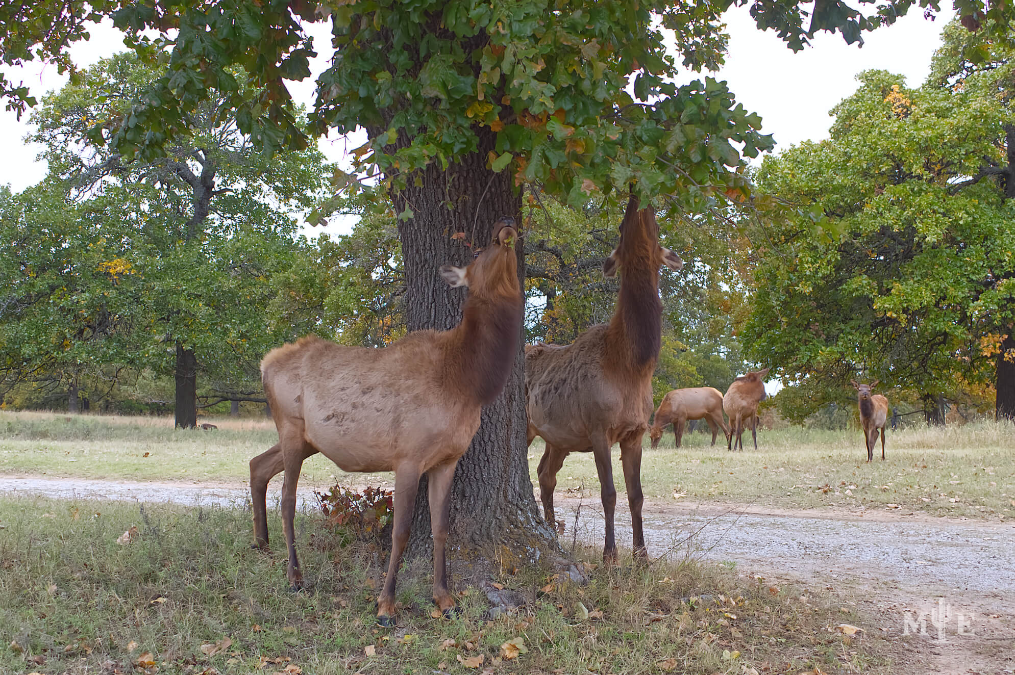 Wildlife Presence – Elk 1