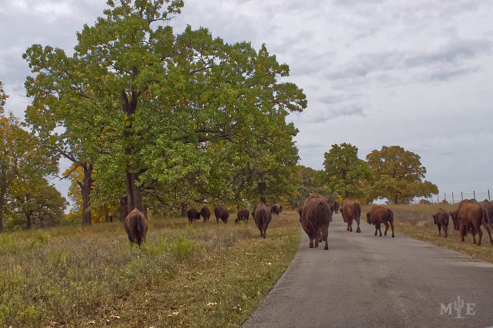 Wildlife Presence 0199