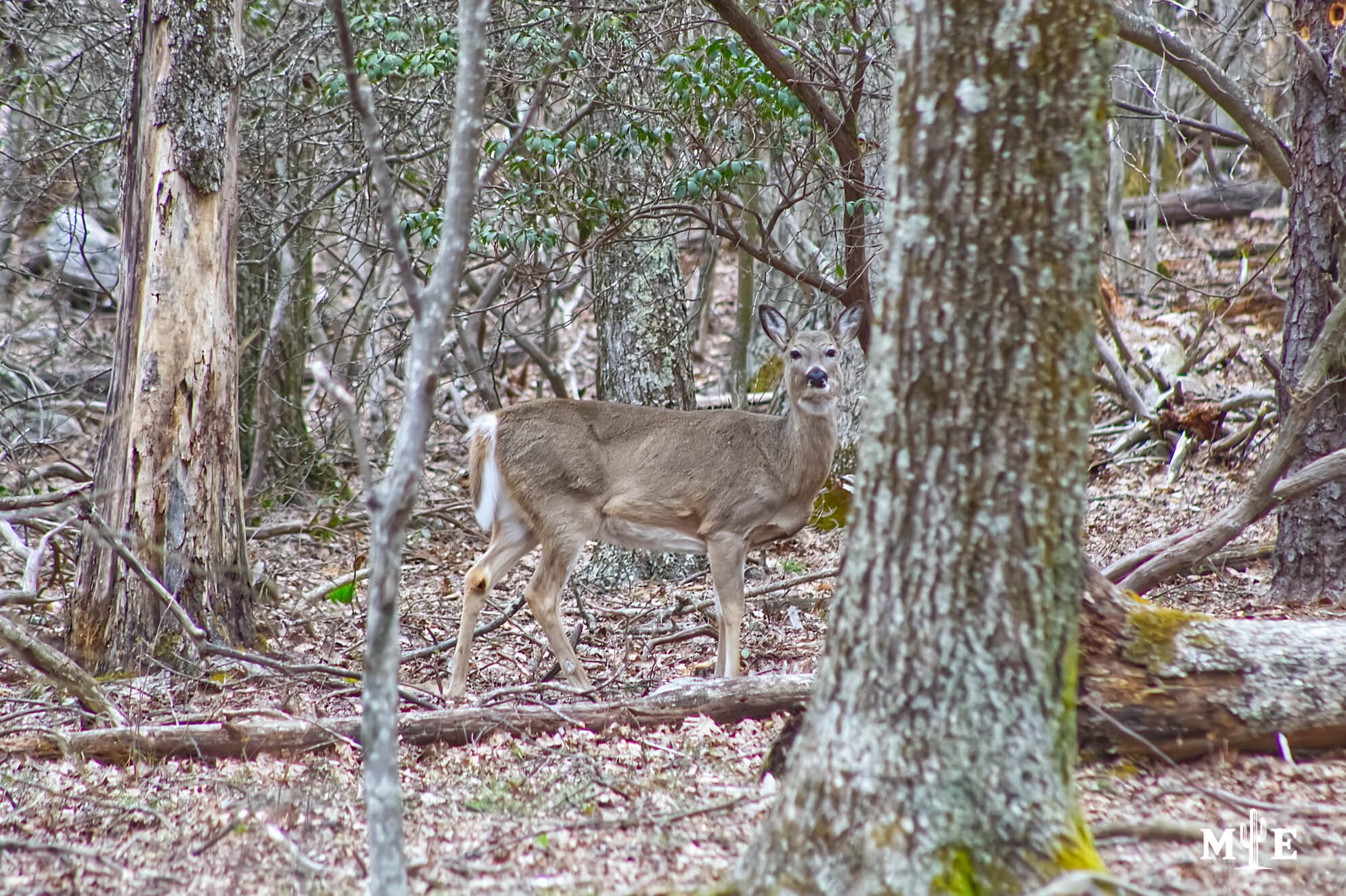 Wildlife Presence 0653